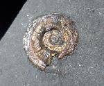 Psiloceras planorbis (SOWERBY 1824) - Bild © FossNet FossilienStore